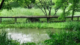 Rain Sound Falling on a Forest Garden Pond - Listen to it When You Sleep. White Noise for Your Sleep