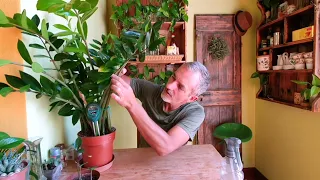 Pianta di Padre Pio o Zamioculcas come curarla?