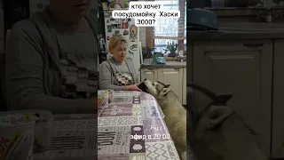 #хаски лучшая посудомойка