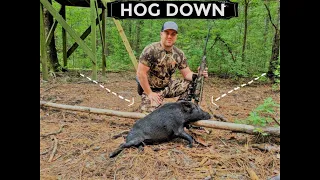 Hog hunting in South Carolina