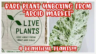 Rare Plant Unboxing from Aroid Market || 4 BEAUTIFUL PLANTS