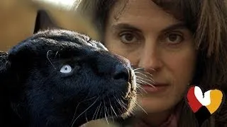 Black Leopard and The Animal Communicator, Anna Breytenbach