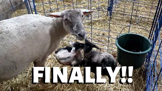 I've waited 20 days for THESE LAMBS!!: Vlog 206