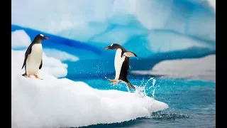 В Антарктиде погибли тысячи птенцов пингвинов