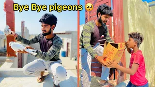 Good Bye All Pigeons 🥺 ( Kabutar Chale gaye 🕊️