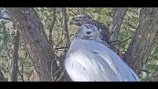 Angel the Leucistic Red Tailed Hawk - Nest Building In Full Swing.7.02.2023