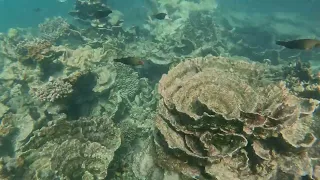 A day with the Coral Bay Fish