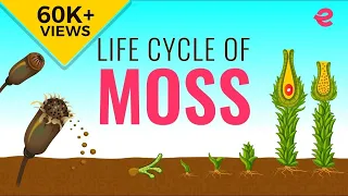 What is the Lifecycle of a Moss? | Biology | Extraclass.com