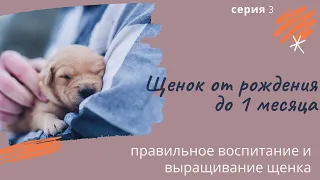 Щенок от рождения до 1 месяца. серия 3