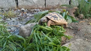 Griechische Landschildkröten - Terrarium einrichten