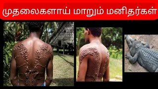 Crocodile scarification | Papua New Guinea | Tribes | Chimbiri | Symbolic | Predators | Crocodile