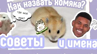 😕КАК НАЗВАТЬ ХОМЯКА?🤗||💮КАК ВЫБРАТЬ ИМЯ?💖|| ЛУЧШИЙ ВАРИАНТ😱/ HAMUSYA LIFE