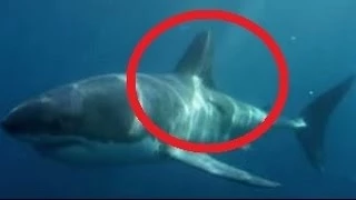9 Foot Shark Eaten By Mysterious Sea Creature