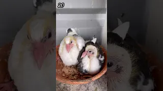 Pigeons Growth Stages