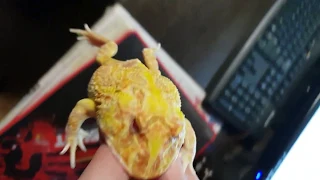 Кормление лягушек пальцами. В прямом смысле