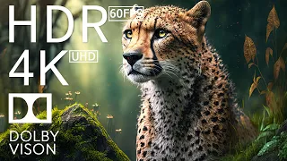 BEST ANIMALS - 4K (60FPS) ULTRA HD - With Nature Sounds (Colorfully Dynamic) #82