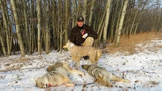 Alberta Coyote Hunting: Self Filmed Double!! #alberta #foxpro #hunting
