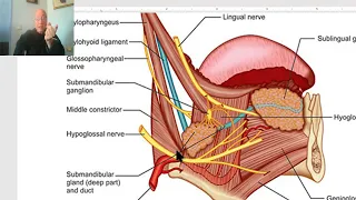 Anatomy of head and neck module in Arabic 55 (Hyoglossus muscle) , by Dr. Wahdan