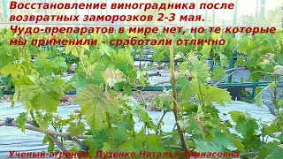 Восстановление виноградника после возвратных заморозков 2-3 мая. Чудо препаратов нет, смотрите сами