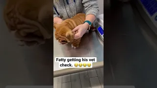 Chunky English Bulldog Puppy Getting His Vet Exam.