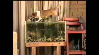 Dog park collection (Americas Funniest Home Videos / AFV)