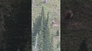 A cow elk in Montana pummels a mountain lion that is killing her calf. The lion kept its prize.