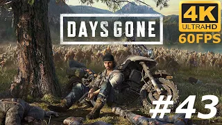 Zagrajmy w Days Gone odc: 43 - Nowa Ręka