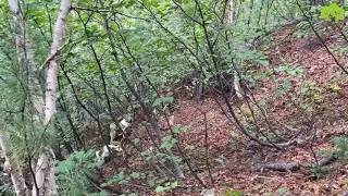 Охота на медведя с собаками в Магаданской области