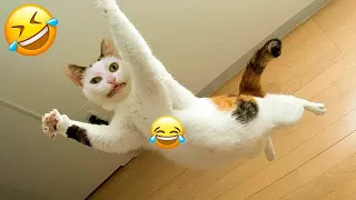 🐱😂 Best Cats Videos 😘🐱 Funniest Animals 2024 #14