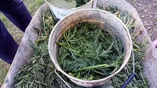 ТРАВОРЕЗКА .100%КПД ЗА ТРИ КОПЕЙКИ / the best crusher for grass