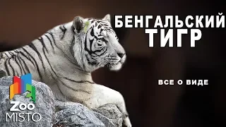 Бенгальский тигр- Все о подвиде тигра | Семейство кошачьих бенгальский тигр