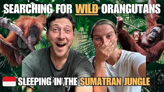 We Spent 2 Days In The Jungle Looking For Orangutans! 🦧 Sumatra, Indonesia Travel Vlog 🇮🇩