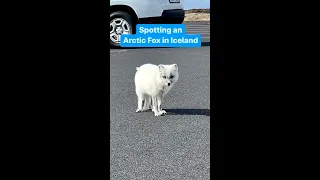 Spotting an Arctic Fox in Iceland