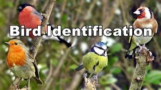 Garden Bird Identification Video -  UK Garden Birds ID and Names