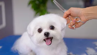 You’ll be surprised when you see what this dog looks like before haircut!✂️❤️🐶