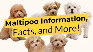 Maltipoo Information, Facts, and More! 🐶📃🦴