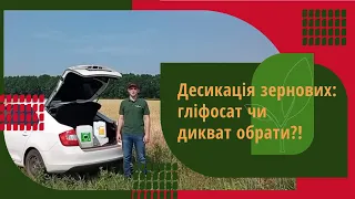 Десикація зернових: гліфосат чи дикват обрати?!