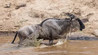 Huge crocodile attacks wildebeest - surprise ending!