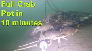 Full Crab Pot in 10 Minutes