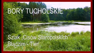 🇵🇱 TUCHOLA FOREST • Trail of "Old Polish Yews"