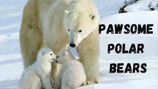 Pawsome Polar Bears!