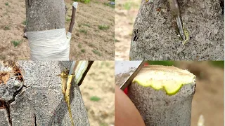 Tres formas de injertar una higuera / ثلاث طرق لتطعيم شجرة التين 🌱