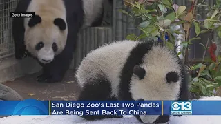San Diego Zoo's Last 2 Pandas Being Sent Back To China