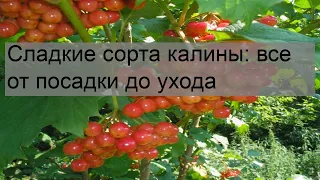 Сладкие сорта калины: все от посадки до ухода