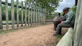 Baby rhino Bula makes the sweetest noises and wants to climb on his carer's lap