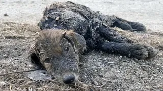 The kids played with it and threw it away! The puppy remained lying begging people for help!