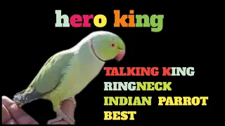 talking king |magical ringneck Indian beautiful parrot king |parrot king |amazing |best |wenderfull