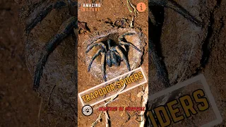 Trapdoor Spider 🕸 Master Of Surprise