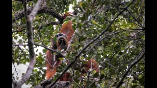 Orangutan Tapanuli (Pongo tapanuliensis)