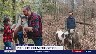 Pit bulls jump fence, kill 2 miniature horses in Charles County | FOX 5 DC